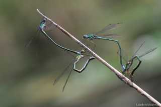 Lestes virens - Eiablage