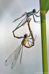 Lestes sponsa