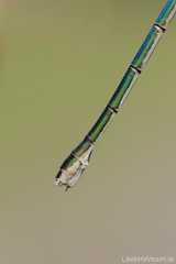 Lestes sponsa