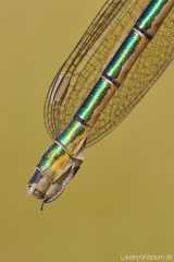 Lestes dryas
