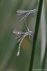 Lestes dryas Tandem