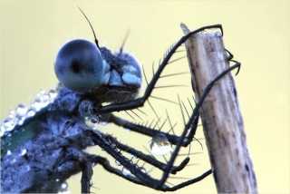 Lestes sponsa Detailansicht