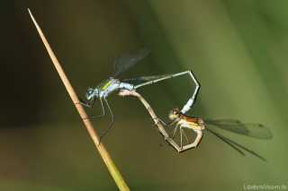 Lestes sponsa - kopula