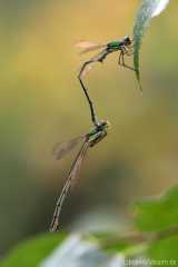 Lestes virens-nach-kopula_im