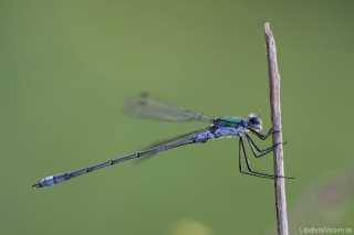 Lestes sponsa - male