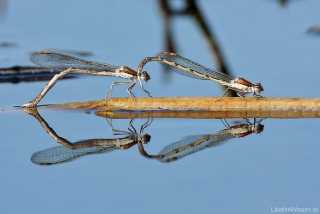 Sympecma fusca Eiablage im März