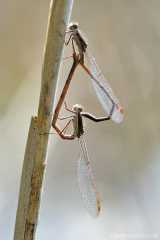 Sympecma fusca Kopula