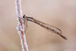 Sympecma fusca - female - ice_img_46