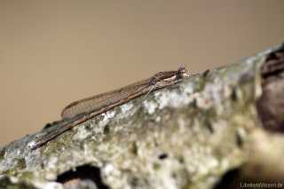 Sympecma fusca - male - April 2013