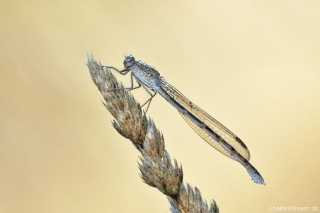 Sympecma paedisca female
