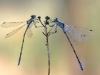 Lestes virens / sponsa mix
