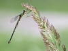 Chalcolestes viridis - female immature with mites