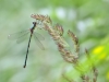Chalcolestes viridis - female