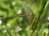 Lestes barbarus - male _IMG_44