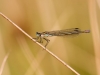 Lestes sponsa - female _IMG_12