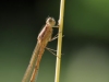 Sympecma fusca - male immature