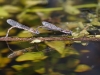 Sympecma fusca