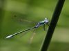 Lestes dryas_male