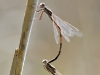 Sympecma fusca Tandem