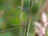 Lestes sponsa