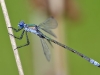 Lestes dryas