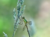 Lestes barbarus