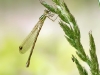 Lestes barbarus