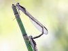 Sympecma fusca duo