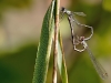 Chalcolestes viridis - Copula /Lestes viridis
