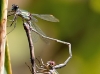 Chalcolestes viridis / Lestes viridis