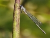 Chalcolestes viridis / Lestes viridis