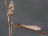 Lestes barbarus