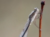 Sympecma paedisca - female _img_7101