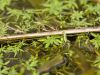 Sympecma fusca - Doppel - img_7328