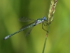 Lestes dryas