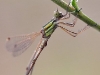 Lestes barbarus