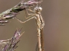 Sympecma fusca