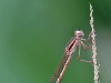 Sympecma fusca