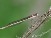 Sympecma fusca
