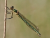 Lestes dryas