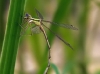 Lestes barbarus