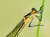Lestes sponsa