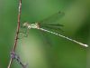 lestes barbarus male