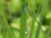 Lestes dryas - male