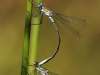 Lestes sponsa - Tandem - female androchrom