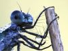 Lestes sponsa Detailansicht