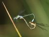 Lestes sponsa - kopula