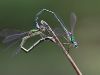 Lestes virens Eiablage _img_