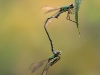 Lestes virens-nach-kopula_im