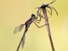 Lestes virens - male_hf_img_3011